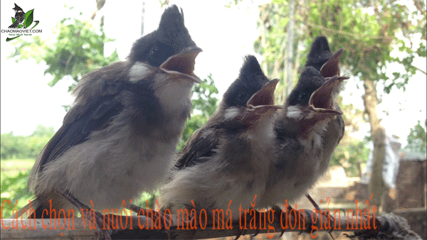 Cách nuôi chim chào mào siêng hót - Bật mí bí kíp của giới sành chim