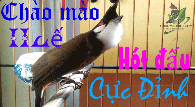 Chào Mào Mồi Hót Gọi Bổi Về Đấu / Chào Mào Hót Đấu chim Trời - luyện chào  mào hót sáng hót - YouTube