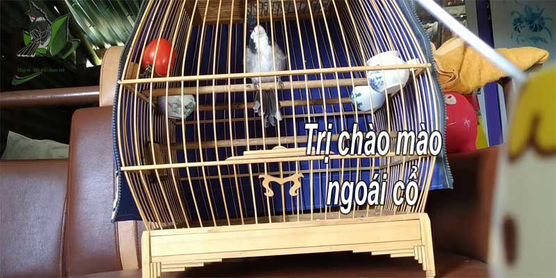 Những tật lỗi thường gặp ở chim Họa Mi – Chim Cảnh Việt