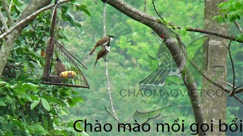 CHÀO MÀO MỒI#chaomaobaydauvip#đammechaomao#chaomaomoichuan #chaomaohot... |  TikTok