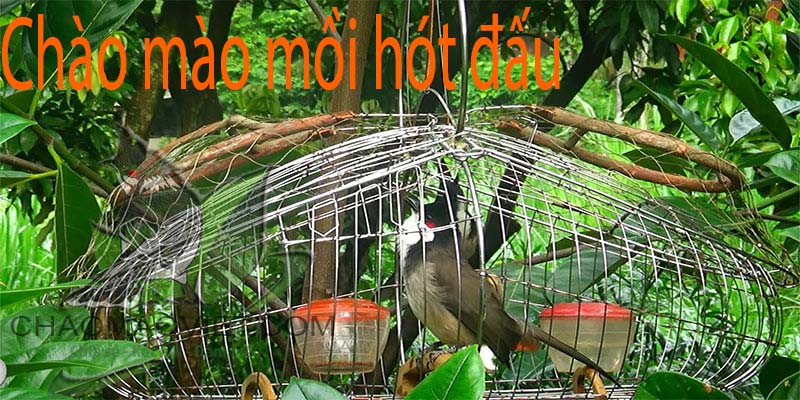 Cận cảnh các loài chim chào mào độc đáo của Việt Nam 1