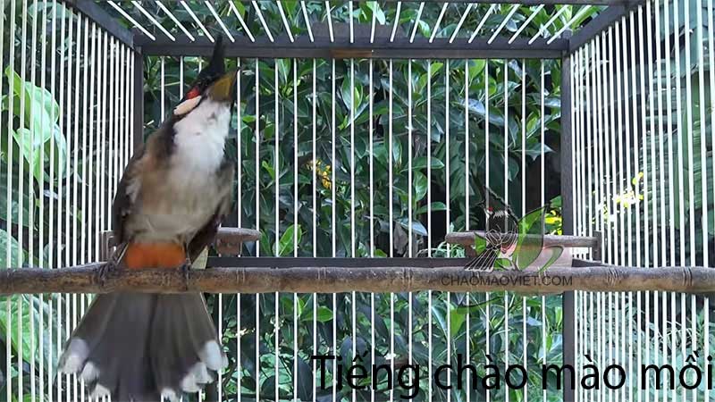 Cách tập chim chào mào núi ăn cám – Chim Cảnh Việt