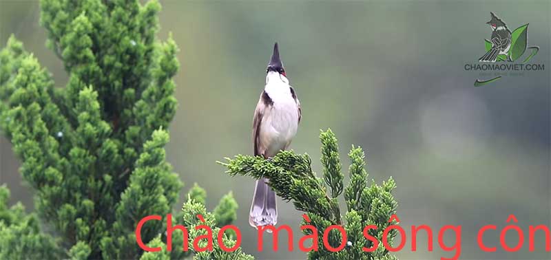 Chim chào mào Sông Kôn quảng nam giọng 6789 - Chugiong.com