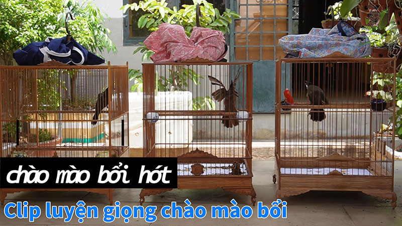 Cám Chim Chào Mào Hoàng Long | Da Nang