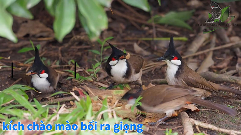 Tìm hiểu về loài chim chào mào ⋆ Thủy sinh Việt Nam