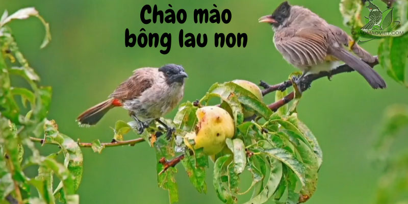 Bông lau đít đỏ – Northern Sooty headed bulbul | Vietnam Wildlife